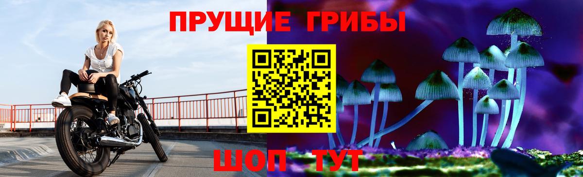Галлюциногенные грибы Psilocybe Надым